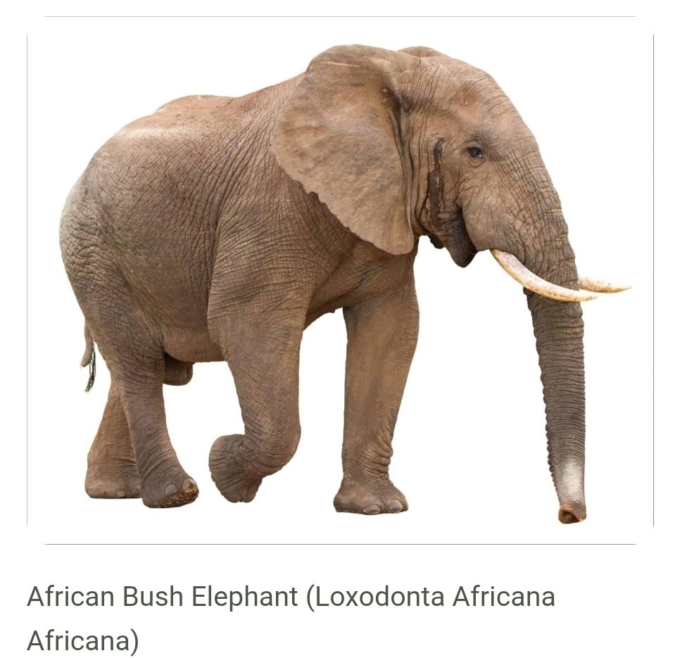 blackdetta's tweet photo. @KyrieIrving The european ones

AND

The african ones

The other elephant in the room.... https://t.co/X4e9ugV1K4