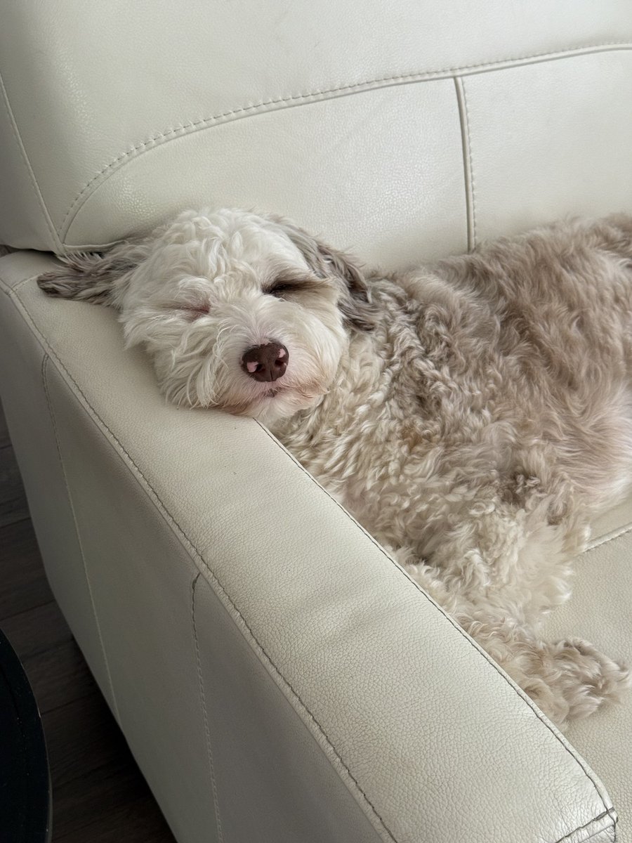 actualcaprisun's tweet photo. @skipbint i saw you're doing better but here's my animal anyway https://t.co/s0ZAQeWIOE