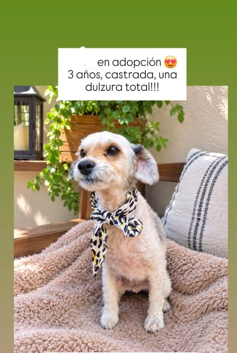 patripeyrou's tweet photo. Kira. Vacunada, desparasitada busca una familia 
1549692061 https://t.co/uUXMYz28u2