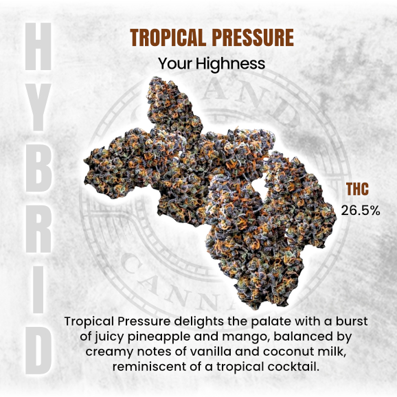 Social_GrandCan's tweet photo. *Informational Purposes*
#TropicalPressure #YourHighness #CannabisFlower #Hybrid #HighTHC #Tropical #Orange #Citrus #Candy #Weed #Marijuana #Cannabis #Energizing #Uplifting #GrandCannabis https://t.co/TTo6tltbQh