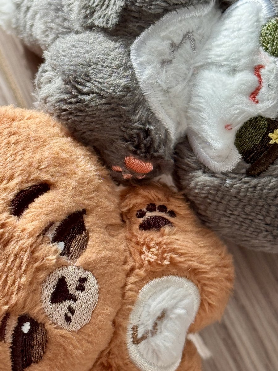 apatite_cat's tweet photo. ルマの体格差に萌える私達がｺﾞﾏﾁｬﾝｽﾞの肉球の違いに萌えないわけなどなかったのだ。 https://t.co/XMMnNVnEaf