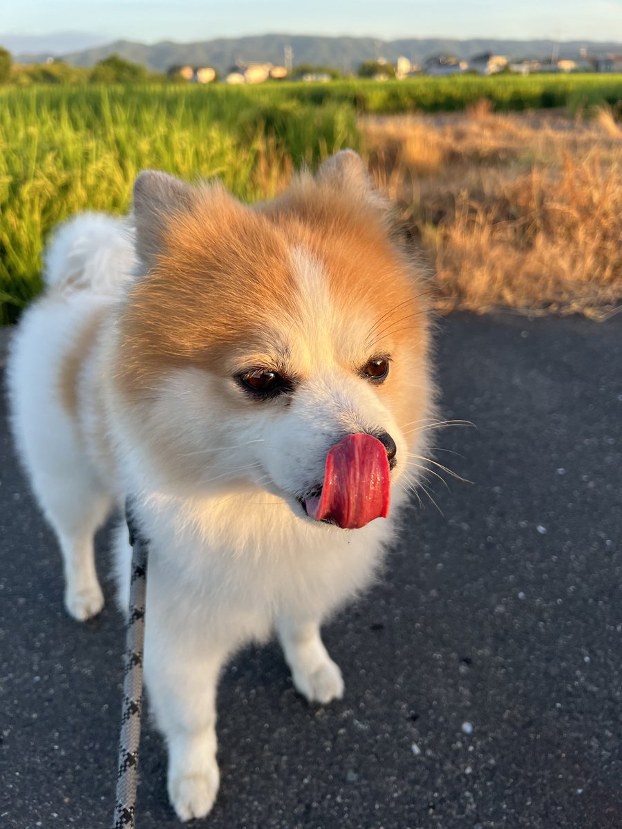 mucc_yoh's tweet photo. 田舎の朝は涼しい。
令和8年8月8日、ハチ公の日だねぇ🐾 https://t.co/nBWHJM3zUN