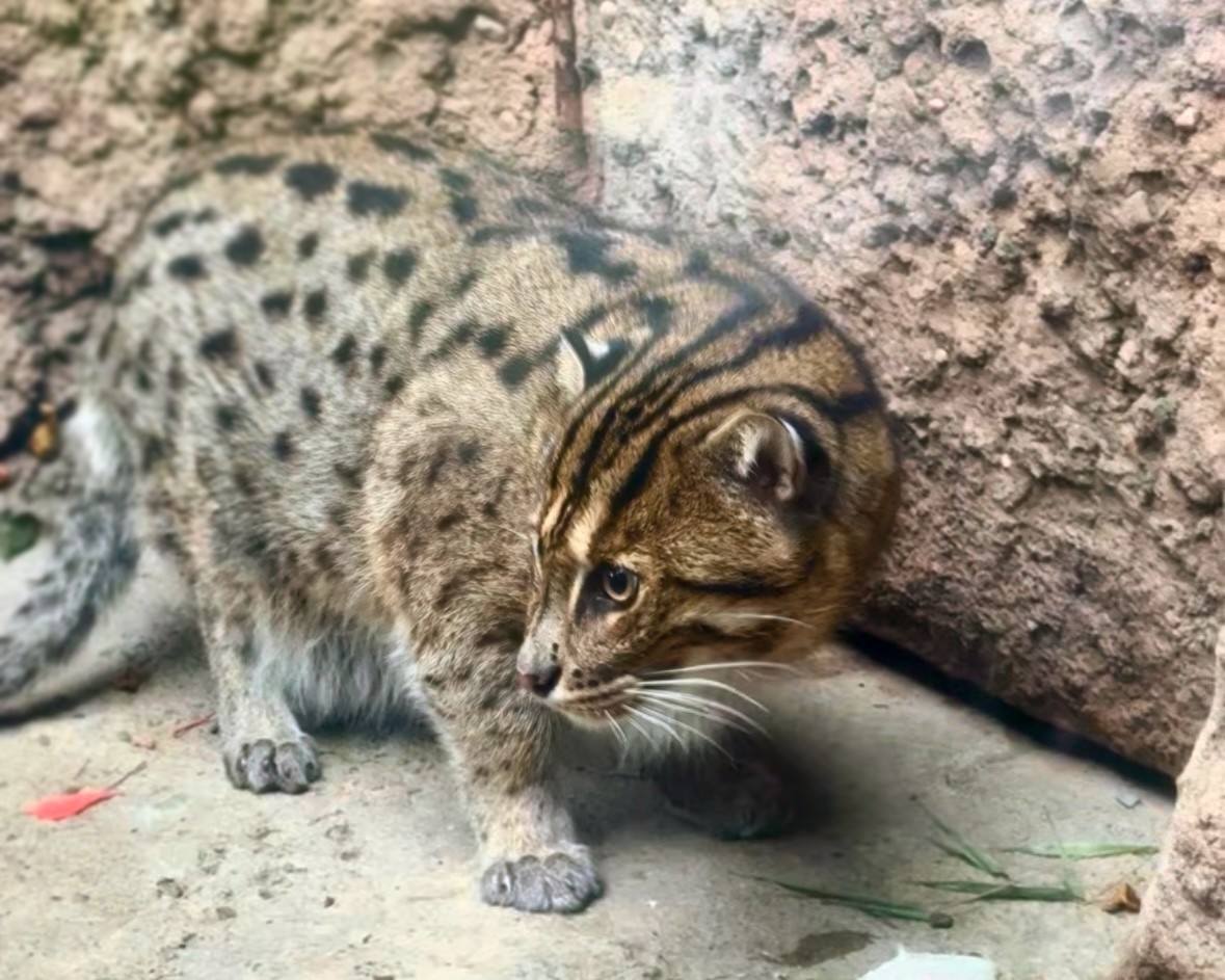 LIaquarium's tweet photo. Tomorrow is International Cat Day! 😼 Be sure to stop by and celebrate by saying hello to our fishing cat, Fisher! 🐾💙 https://t.co/QJ1Hr6qL0Y