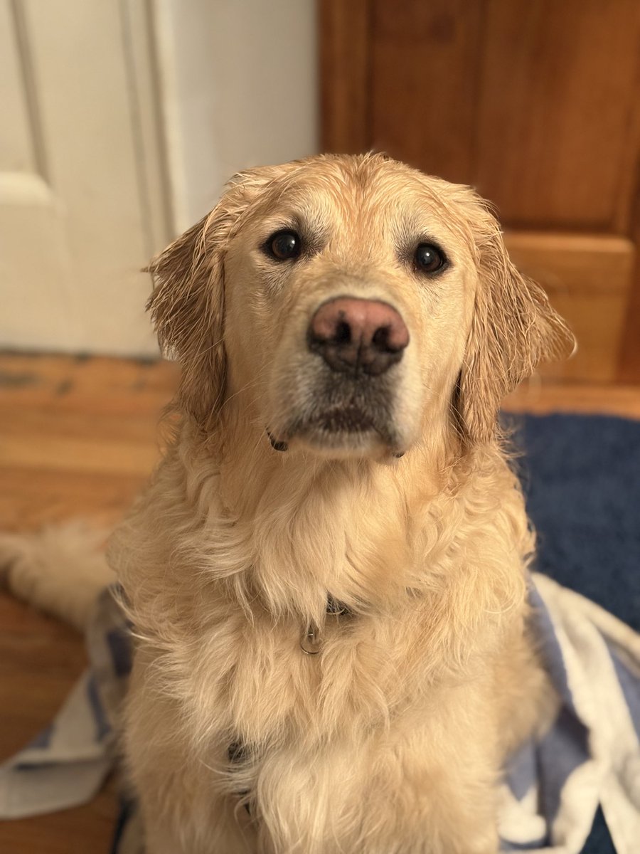 margturps's tweet photo. @himbopotamuss to be clear it was in no way selfless because this dog rules &amp; he is the best cure for seasonal depression without year round dog ownership https://t.co/heNeFjcZ1a