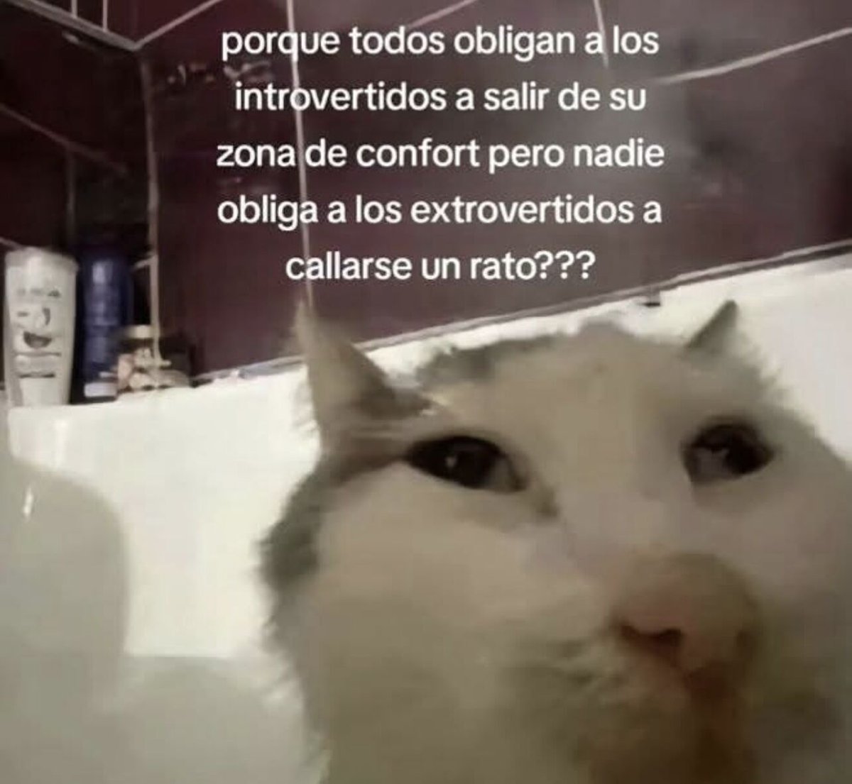 flanchota's tweet photo. sería mejor https://t.co/YHQRucxV3G