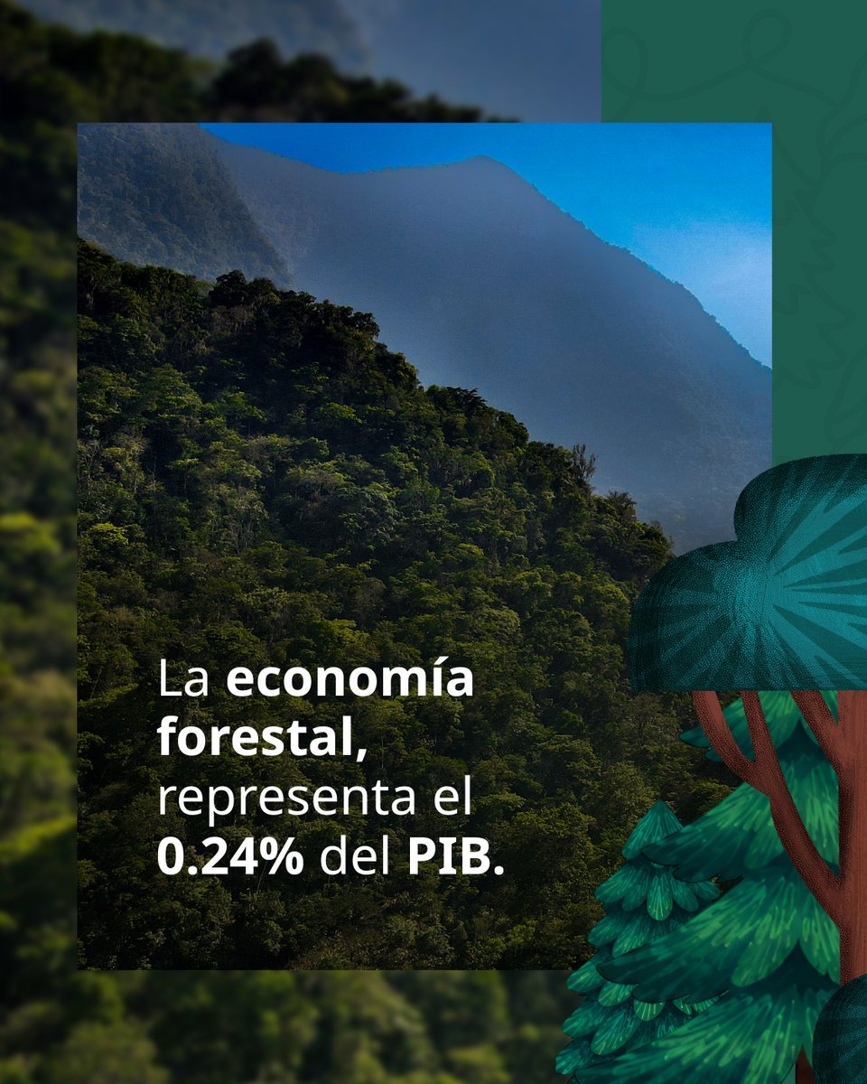 columbalopezg's tweet photo. Cuidar nuestros ecosistemas forestales también es cuidar a las comunidades que viven de ellos. Aquí pueden conocer algunos datos sobre su importancia. ⬇

¡Hagamos equipo este 9 de agosto en la #JornadaNacionalDeReforestación!

¿Dónde puedo participar? ➡️ https://t.co/vKFCYKMZju https://t.co/3d9pbbnhiG