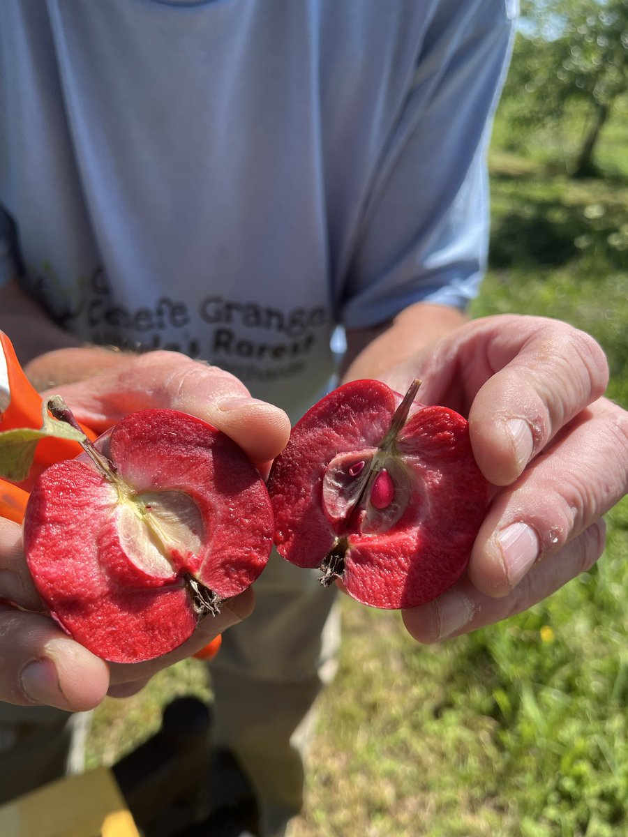 CiderFire's tweet photo. @KCColbyCTV  #BootsandHearts we here at O’Keefe Grange are collecting #GlowingHeartapples #appleseason https://t.co/W3HFxLlxz1