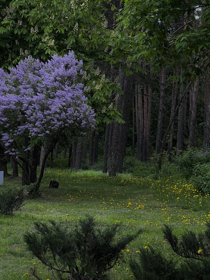 greenvibe's tweet photo. pure, still, and just as beautiful. https://t.co/RE00ONDw3k