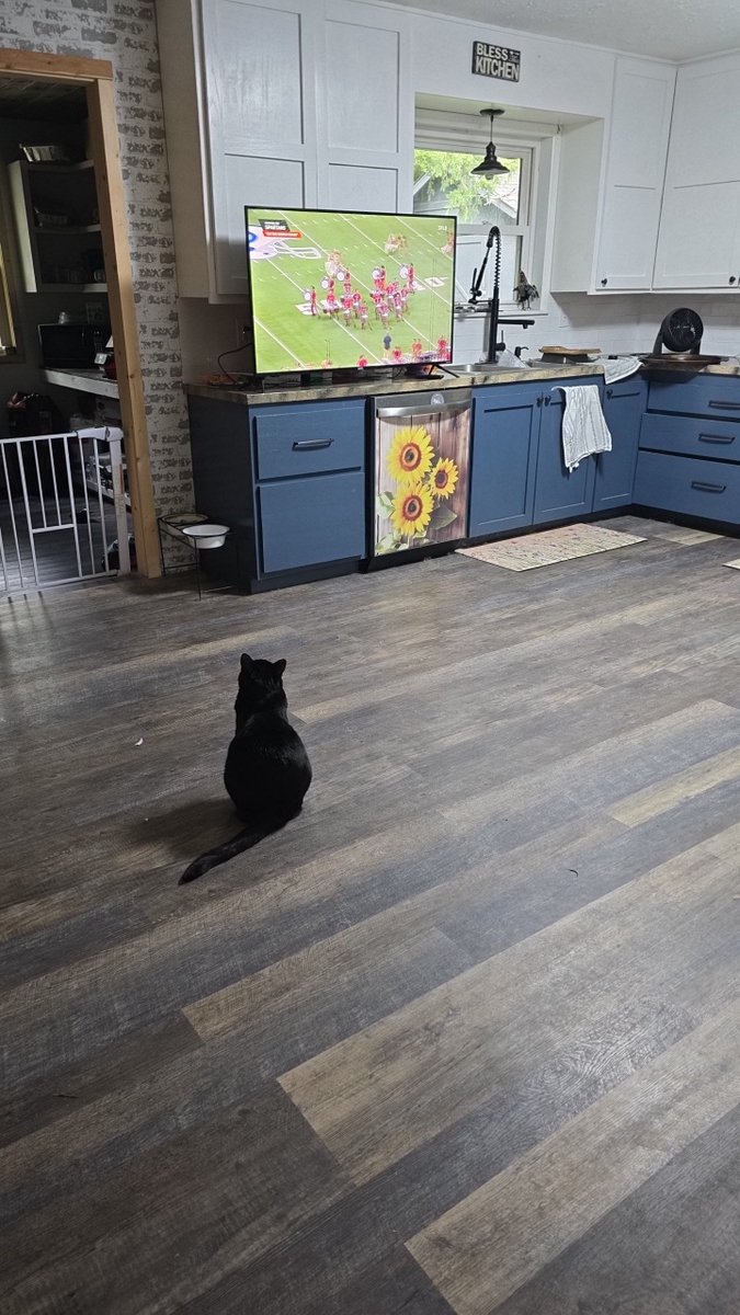 LoganT1997's tweet photo. @DCI marching band cat!!! https://t.co/RMAXZBRcEa