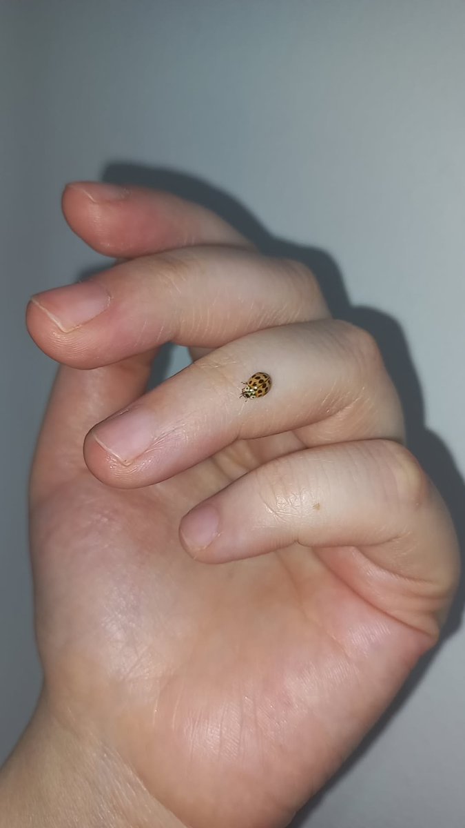 lavinyaaa_2's tweet photo. Sen buralara nerden geldin minnak bana şans getir.🐞❣️ https://t.co/KpGotW2Fim