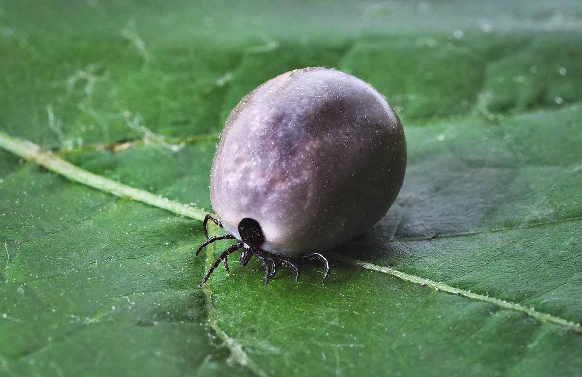 LazarusShehu's tweet photo. @adorable_ca @furaha_ben Not a disease 
It's Ticks https://t.co/fjZjyR3JUm