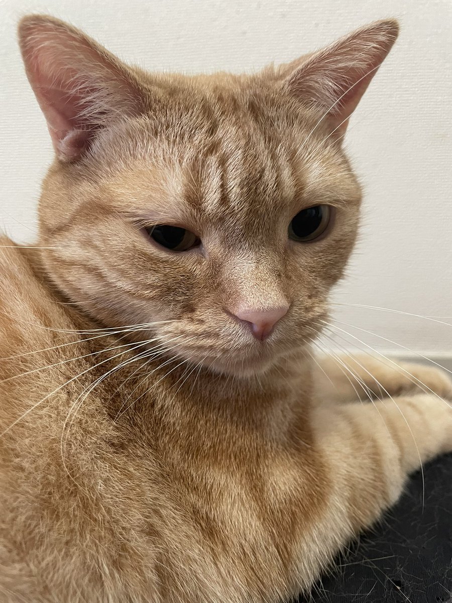 sora3sora3's tweet photo. 世界猫の日🐱💕
みーくんは元気にしています。
世界の猫が幸せでありますように！ https://t.co/66pew3T13g