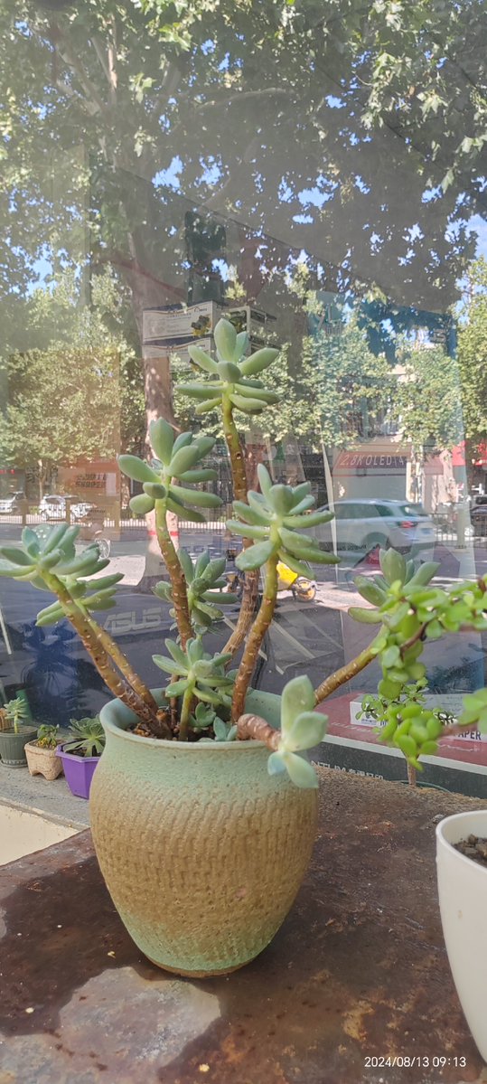 zaneglover3's tweet photo. Stumbled on the cutest street stall and picked up matching tiny potted succulents for us—now they’re sitting on our windowsill like two little roommates https://t.co/gq35djVuNa