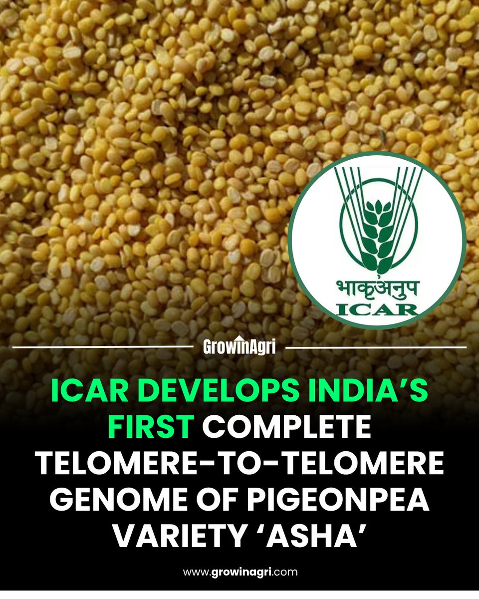 GrowinAgri's tweet photo. #ICAR has successfully developed India’s first fully annotated telomere-to-telomere (#T2T) reference genome for the pigeonpea variety ‘#Asha’.
The 752.65 million base-pair #genome provides a complete map of all 11 chromosomes, including every centromere and telomere. https://t.co/rik8rP2VoX