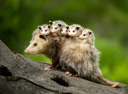 PlaNEXIStance's tweet photo. @Rach4Patriarchy @RealCandaceO Rachels offspring...3 different Sperm donors https://t.co/MaBtCivI1q