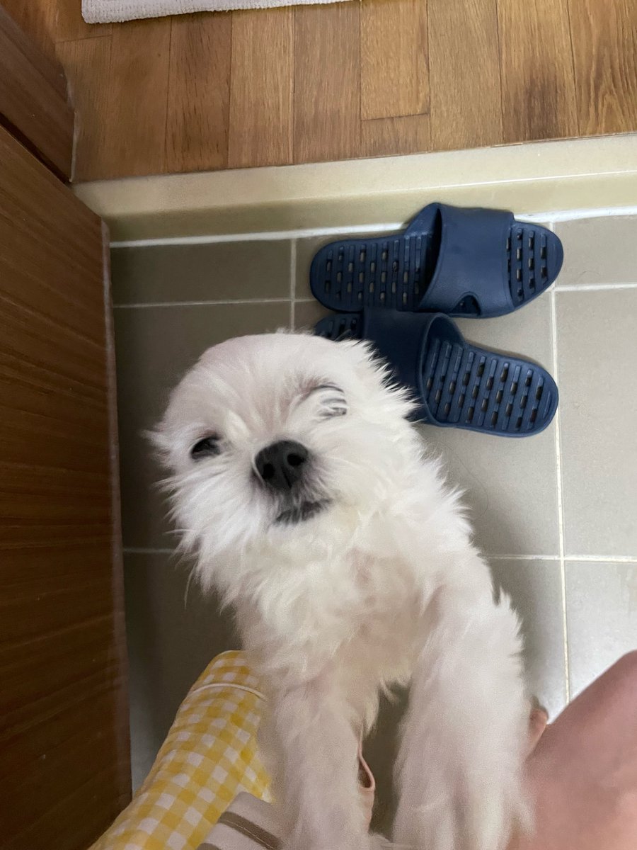 loveumypuppy6's tweet photo. 언니도 프라이버시라는게 있어.... 요 똥깡아지야 https://t.co/E6oaxPSSXD