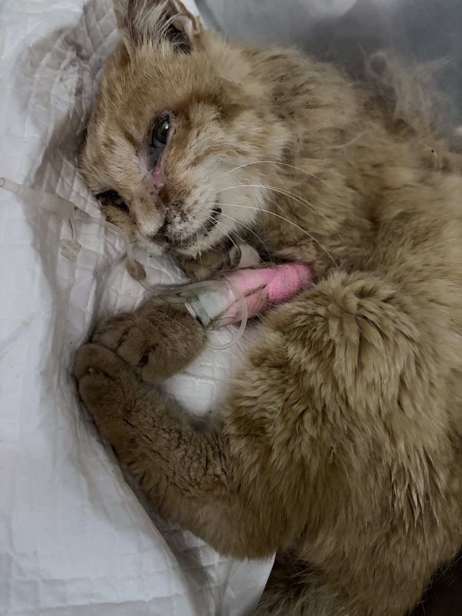 naminekonokai's tweet photo. 7月末に杉並区天沼3丁目で茶トラの猫さんが倒れているのを、お近くにお住まいの方が捕まえて連絡をいただきました。低体温と腎不全と酷い風邪症状、猫エイズもあり、動けなくなり蛆もついて危険な状態でしたが、杉並区の支援制度協力病院で入院治療をしていただき、 一命を取り止め退院できました。 https://t.co/VD98hr5ULK