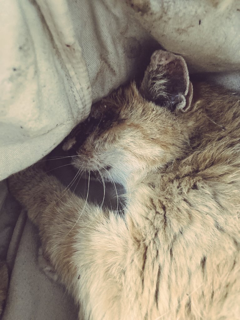 naminekonokai's tweet photo. 7月末に杉並区天沼3丁目で茶トラの猫さんが倒れているのを、お近くにお住まいの方が捕まえて連絡をいただきました。低体温と腎不全と酷い風邪症状、猫エイズもあり、動けなくなり蛆もついて危険な状態でしたが、杉並区の支援制度協力病院で入院治療をしていただき、 一命を取り止め退院できました。 https://t.co/VD98hr5ULK