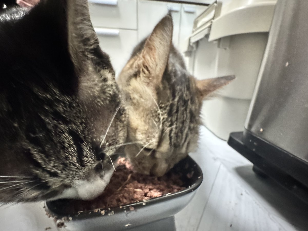 0motiTa9's tweet photo. 世界猫の日だって❗️うちの可愛い家族達みて😸
 #世界猫の日 https://t.co/l1VwmYNswf