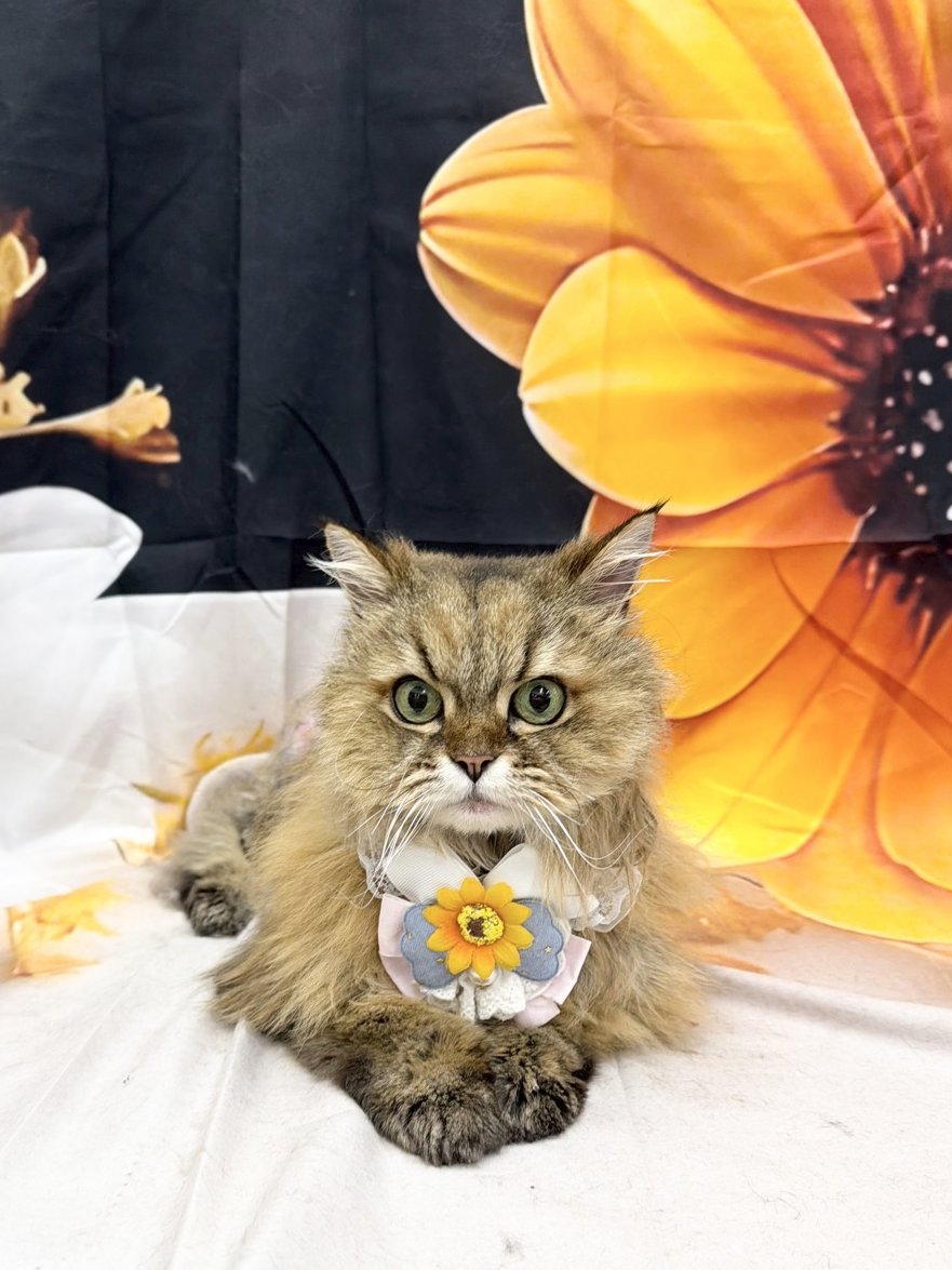 nacolat's tweet photo. #世界猫の日 🐱なんだ！
世界中のにゃんこさんと愛猫家さんが幸せでありますように～🐾
令和8年8月8日とかめでたい！

画像はトリミングされ不幸が終わった瞬間と、絶望顔のぬこ様（お風呂嫌い） https://t.co/dVtCAtttyF