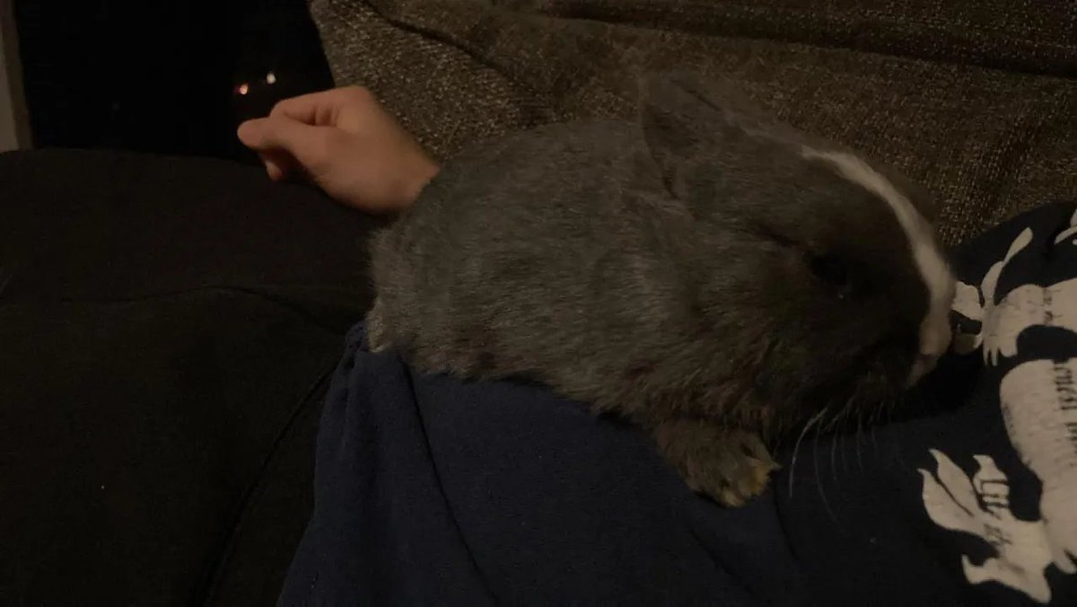 FemcelFish's tweet photo. bunnie pics👀👀👀 https://t.co/lVcrW7vvjw