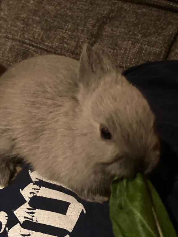 FemcelFish's tweet photo. bunnie pics👀👀👀 https://t.co/lVcrW7vvjw