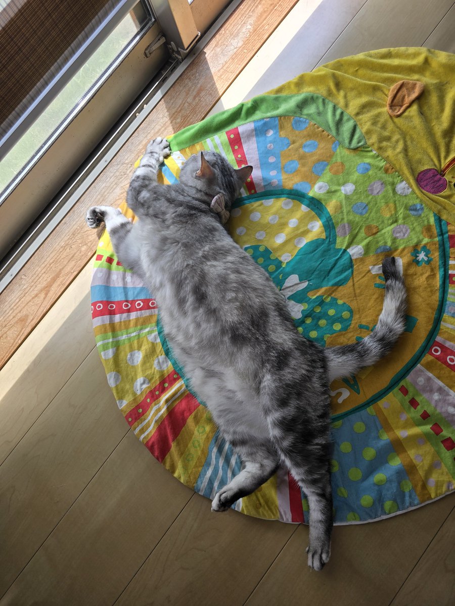 kagu__cha's tweet photo. ダラダラひなたぼっこ
 #ネコ  #猫との暮らし https://t.co/UvmvR05AhH