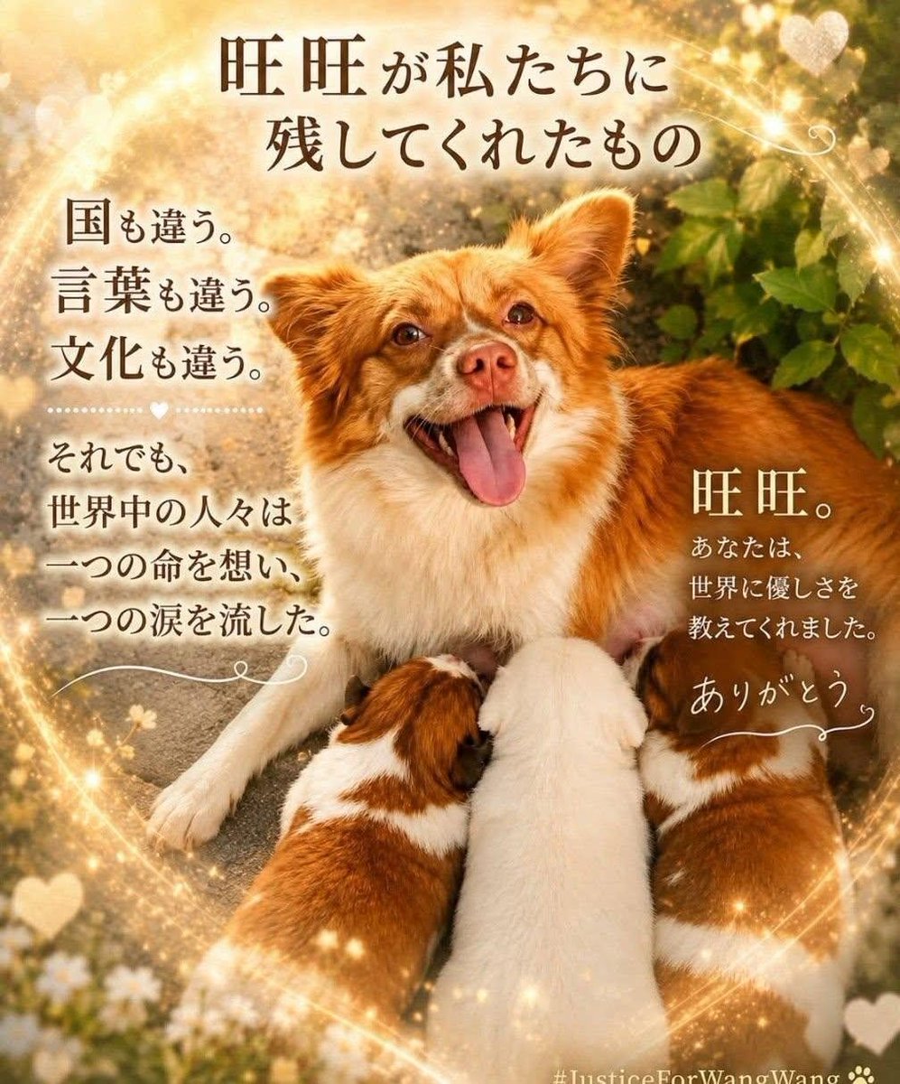 1030_xxx_0527's tweet photo. #ツイデモ敢行中

愛らしくて優しいお母さんの旺旺ちゃん
大好きだよ
これからも声を上げ続けるからね

#掲揚未成年者犬虐待事件
#動物虐待ビジネス撲滅 https://t.co/mUoOoX7t0u