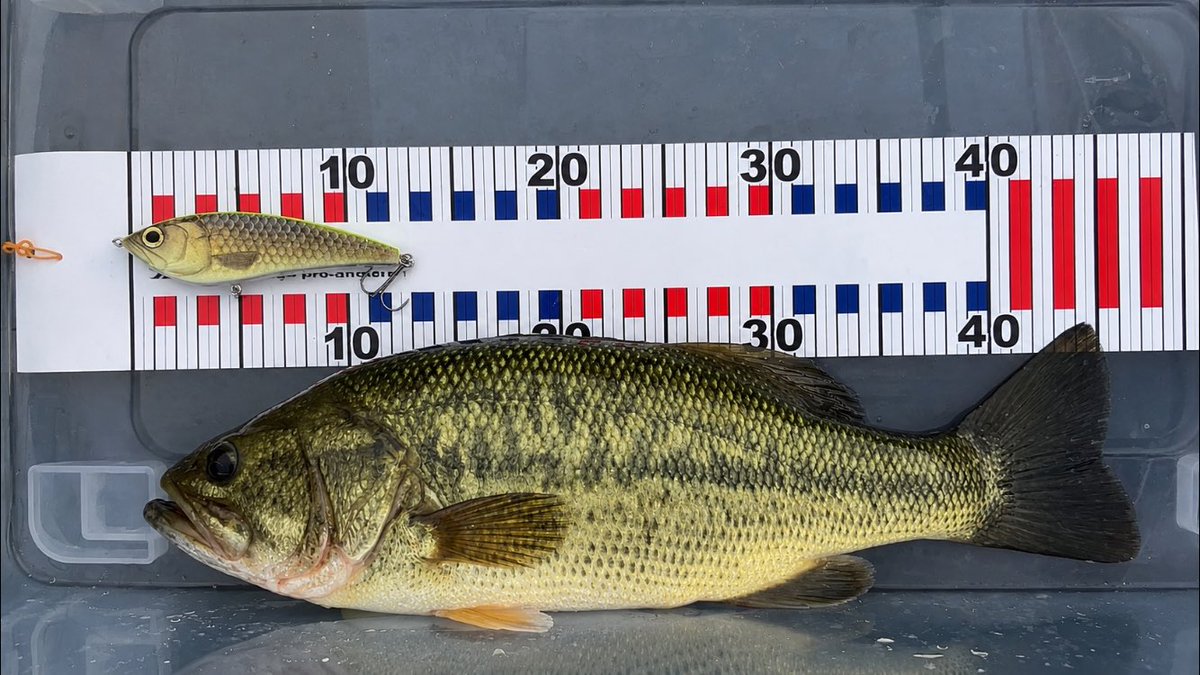MehZav's tweet photo. 45cm。

KROスラロームでボイル撃ち。
ボイルの先にキャストして、通したらドン。

狙い通りに出てくれた、気持ちいい一本🎣

#バス釣り #ブラックバス #KROスラローム #ボイル撃ち #釣り https://t.co/YPgEUBOGm9