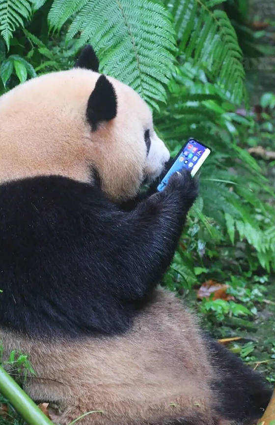 NanSenko78281's tweet photo. 梅蘭が、飼育舎外の外場で、お客さんがうっかり落としてしまったスマホをゲット🤔。ちょいと爪でつついてみたり、丸い頭をかしげて画面をじーっと覗き込んだり…。😄でもご安心を！飼育員さんがすぐさま駆けつけ、大好物のリンゴで見事メイランの気を引き、無事にスマホを回収することができました〜🐼✨