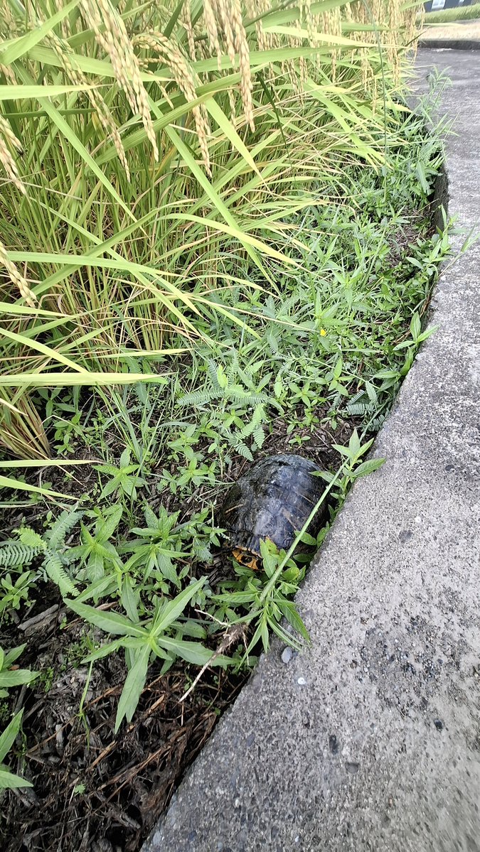 sManavu's tweet photo. 田んぼの隅にカメいてビビった！コンバインに轢かれると思って激流の用水にぶち流しました、俺を恨むな https://t.co/bsz912w91T