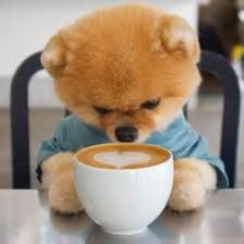 Sol_Jiffpom's tweet photo. August Dump https://t.co/goOelmbLUw