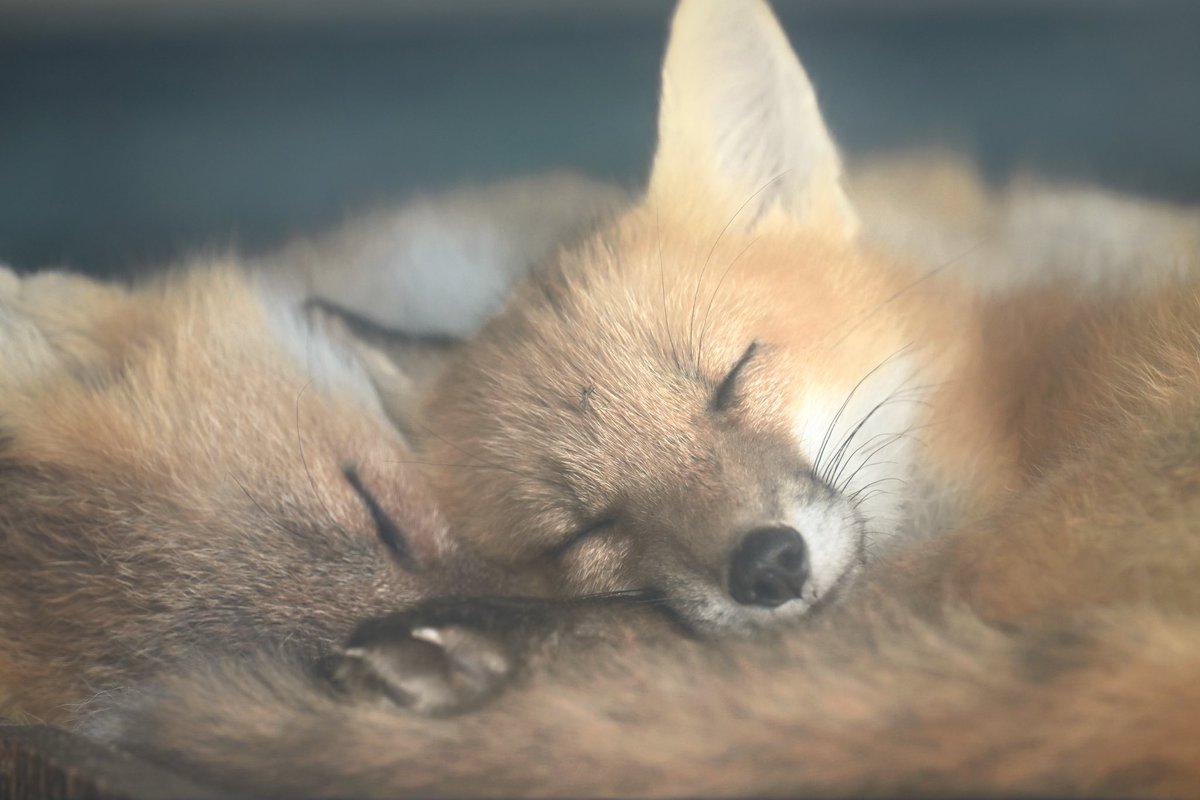 animal0_zoo's tweet photo. 寝狐の日🦊 https://t.co/pwHv5s3QnU