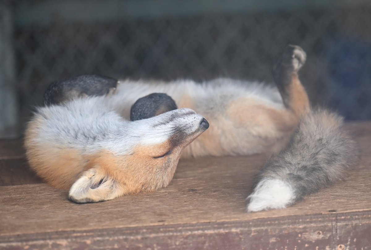 animal0_zoo's tweet photo. 寝狐の日🦊 https://t.co/pwHv5s3QnU