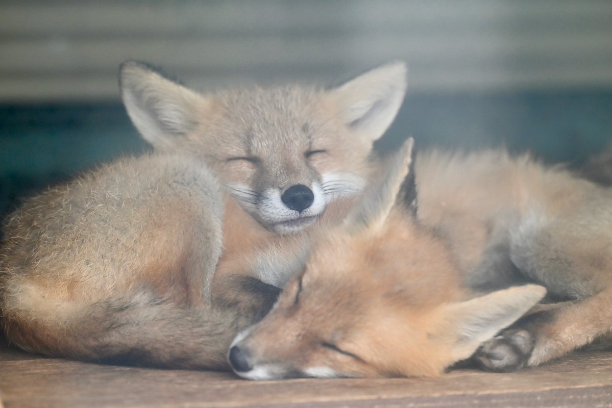 animal0_zoo's tweet photo. 寝狐の日🦊 https://t.co/pwHv5s3QnU