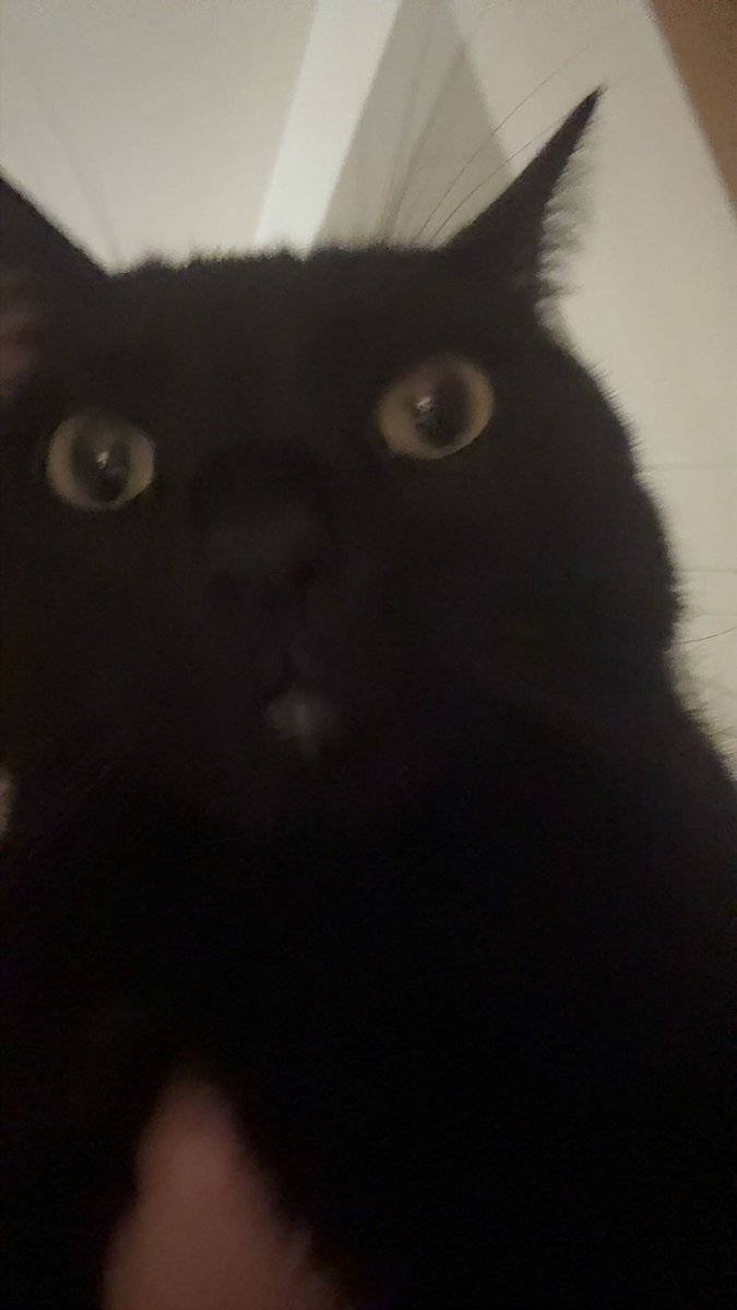 dayswithyeosang's tweet photo. the face of a cat who won’t stop going In my damn sink to lick plates https://t.co/mvhwoj4zQK