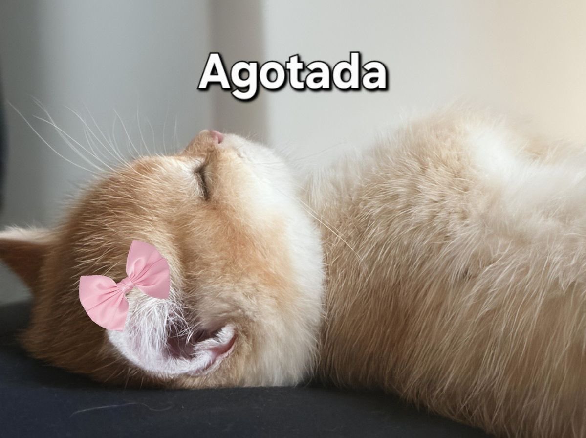 ConMorrita's tweet photo. @Ateuzazbeba El único y último ejemplo que voy a dar es cuando Ese dijo su mamada de las bombas a Masad . Lo llamaron “Gato Xenófobo “ pero Ximena dijo que si la Ex de Masad lo hubiera engañado “ya no estaría viva” entonces jijiji que cotorra la Ximena . https://t.co/VWkXdf88hX