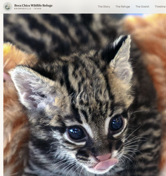 EricLanch's tweet photo. I THINK I FOUND A GIGA???

The Boca Chica wildlife refuge partnered with SpaceX just today posted a new Baby Ocelot called "OSCAR"they saved after a recent Starship launch on its website.

https://t.co/eEBKRSsfMQ…

this not insane (dont have a charity so just run a cashback) https://t.co/i6O6BsQNEv