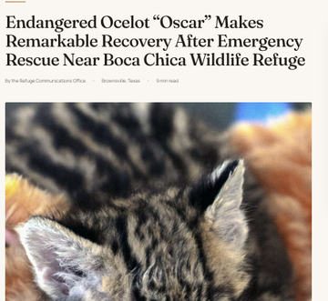EricLanch's tweet photo. I THINK I FOUND A GIGA???

The Boca Chica wildlife refuge partnered with SpaceX just today posted a new Baby Ocelot called "OSCAR"they saved after a recent Starship launch on its website.

https://t.co/eEBKRSsfMQ…

this not insane (dont have a charity so just run a cashback) https://t.co/i6O6BsQNEv