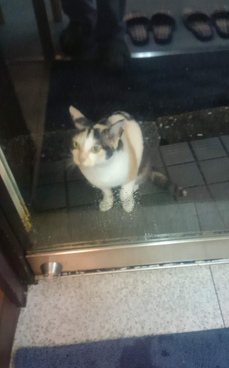 ojm52811's tweet photo. お外時代、晩ごはんをもらいに来ていたミケちゃん。お客さんの靴がある間は姿を見せず、閉店近くになってお客さんの靴が無くなっているのを確認すると店先にやって来て静かに佇んでいたものでした。賢くて、そして気遣い溢れる性格はあの頃から… https://t.co/Rvcc4gBeBy