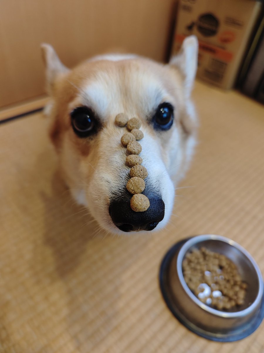 puccicorgi's tweet photo. ドッグフードを鼻の上に並べられて遺憾の意を目で訴えてくるコーギー https://t.co/Vp5zurwaAy