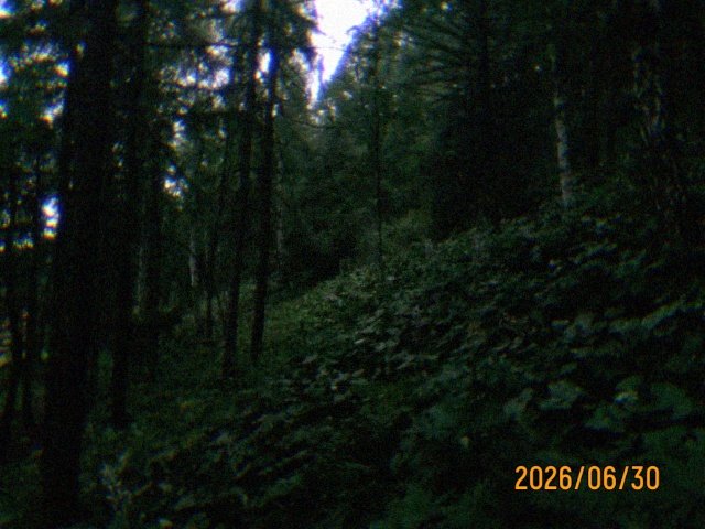 Reinkore_'s tweet photo. lost in the woods 

#photo #phototime #forest #photographer #digitalcam https://t.co/V776oUpiTr