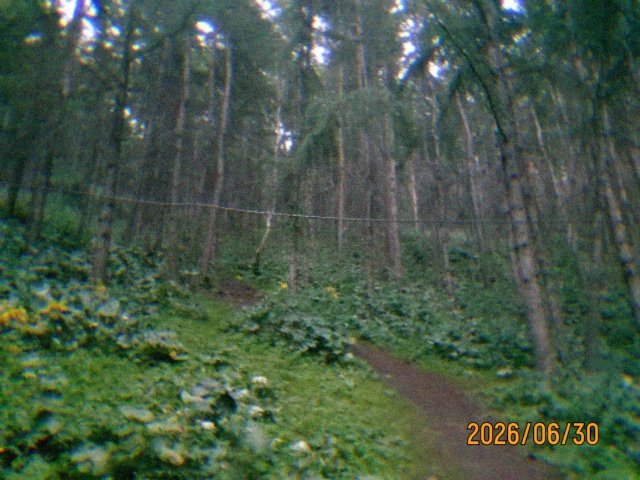 Reinkore_'s tweet photo. lost in the woods 

#photo #phototime #forest #photographer #digitalcam https://t.co/V776oUpiTr