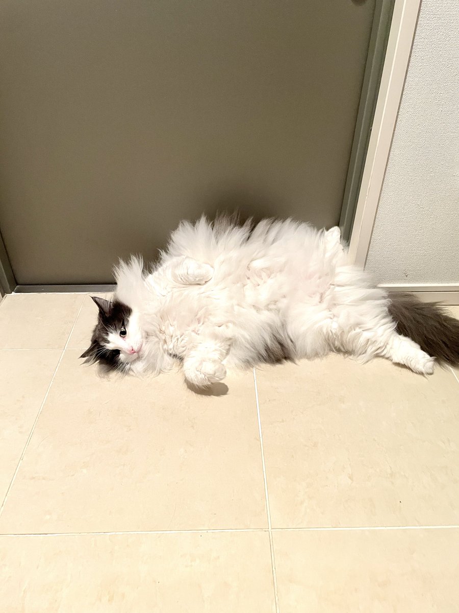 bubble_f0's tweet photo. すべての猫ちゃんに幸あれ✨

 #世界猫の日 https://t.co/HQ4Oyb0CzP
