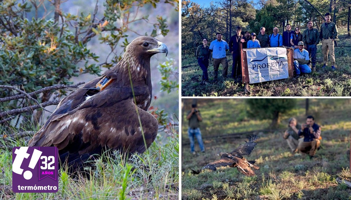 NoticiasTermo's tweet photo. 🦅 La @UES_MX participa en un proyecto de conservación del águila real que da seguimiento satelital a un ejemplar liberado en #Chihuahua, el cual ya recorrió cerca de mil 200 kilómetros hasta Estados Unidos. #Sonora #UES #ÁguilaReal #Conservación https://t.co/2jjwjEis16 https://t.co/ENhTgO6lR4