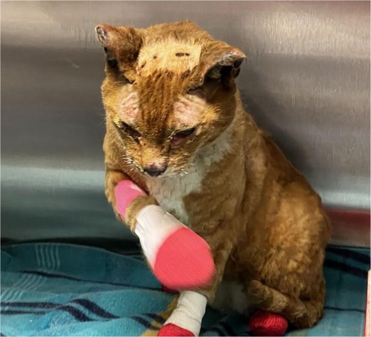 Disaster_Zones's tweet photo. #SpokaneFires
Found Kitty With Burns:
โThe orange cat was picked up by Spokane Police in the 6600 Block of Nine Mile Road. It went first to pet emergency to be treated for burns and smoke inhalation.
The cat is now at SCRAPS and will have an additional surgery Friday afternoon.โ
#Spokane #Washington