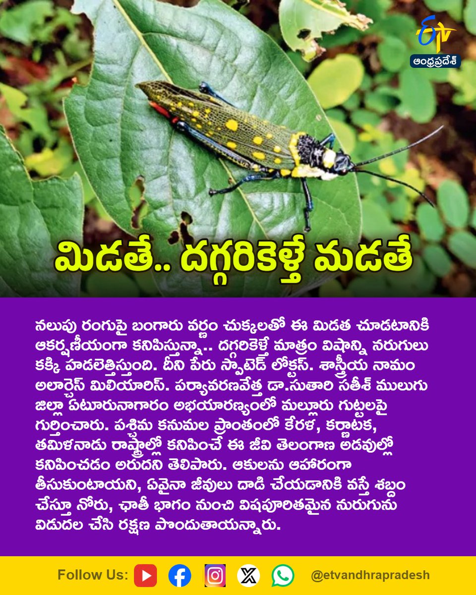 etvandhraprades's tweet photo. మిడతే.. దగ్గరికెళ్తే మడతే
For More LIVE Updates Click This Link
https://t.co/eltbdVshne
#Mulugu
#Eturunagaram
#WildlifeSanctuary
#TelanganaForests
#Grasshopper
#Etvapbreaking https://t.co/CKPrYu4VP7