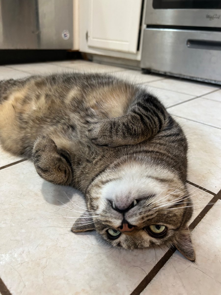Multiverseboy5's tweet photo. @sevdaloji Hi Marley (here’s pictures of my 4 year old mackel cat Andrew! It’s a boy) https://t.co/1QLlEU9yny