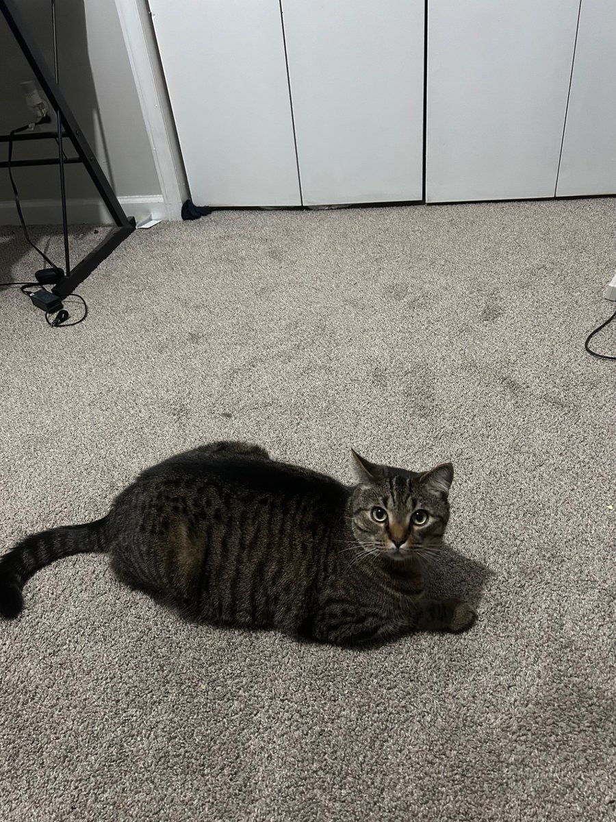 Multiverseboy5's tweet photo. @sevdaloji Hi Marley (here’s pictures of my 4 year old mackel cat Andrew! It’s a boy) https://t.co/1QLlEU9yny