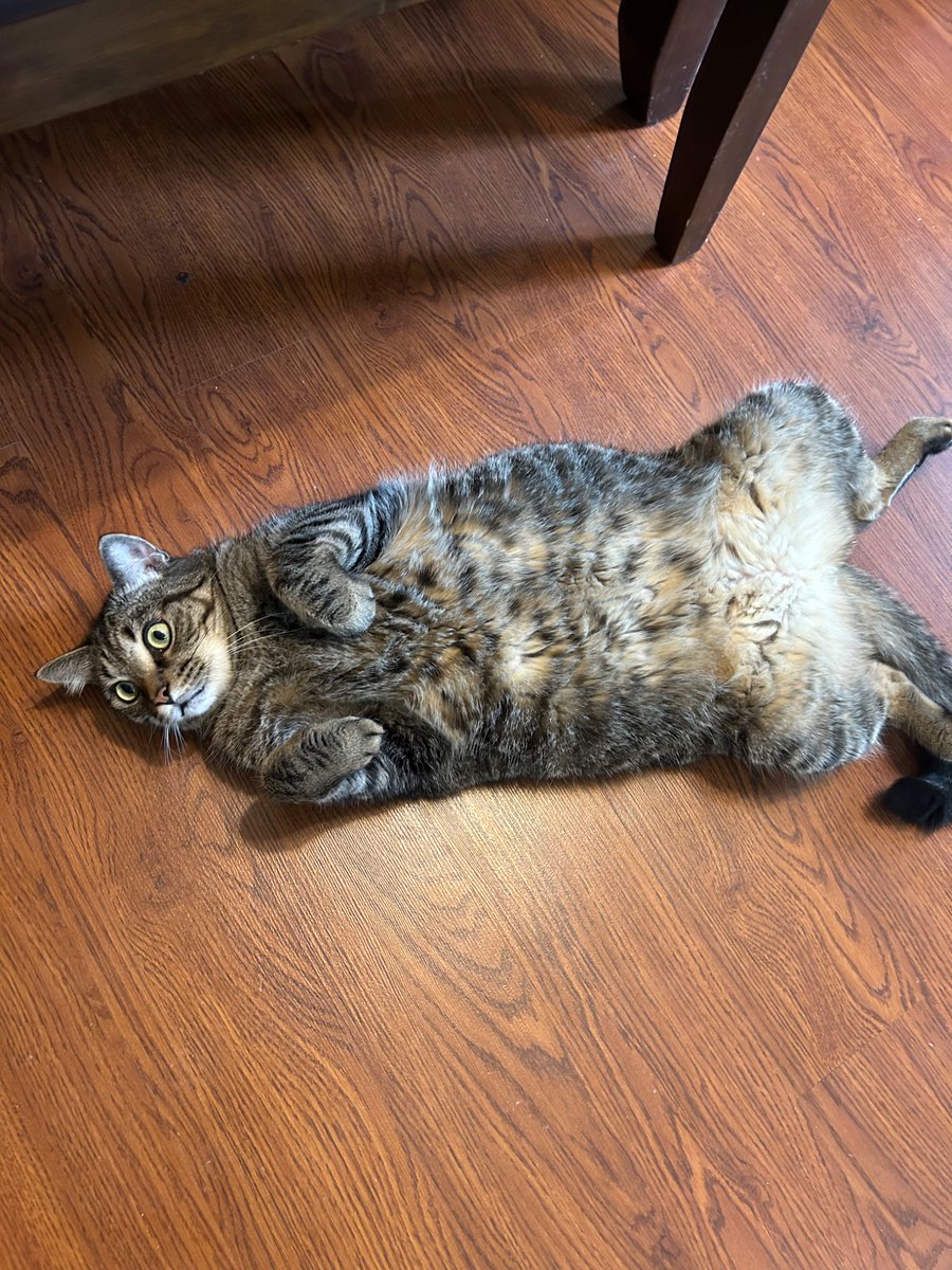 Multiverseboy5's tweet photo. @sevdaloji Hi Marley (here’s pictures of my 4 year old mackel cat Andrew! It’s a boy) https://t.co/1QLlEU9yny